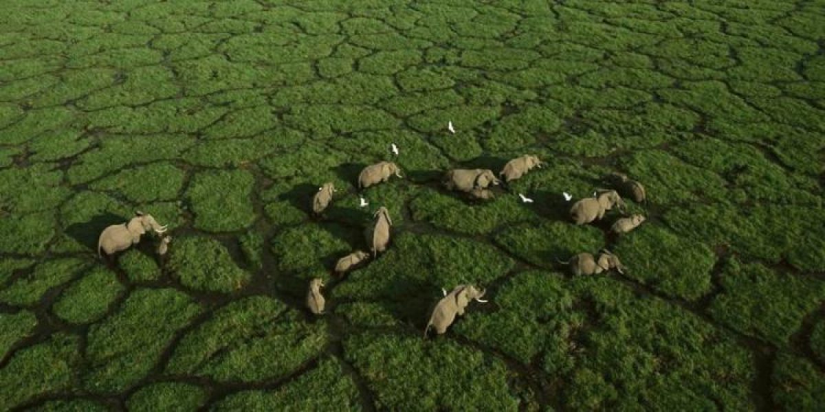 Amboseli Nacionalni rezervat – Ljepota divljine_6214582ab655d.jpeg