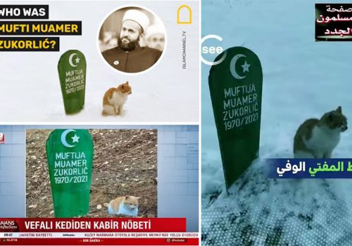Engleski, arapski i turski mediji o mačku koji ne napušta mezar rahmetli Muftije Zukorlića_61f3455a7edb4.jpeg