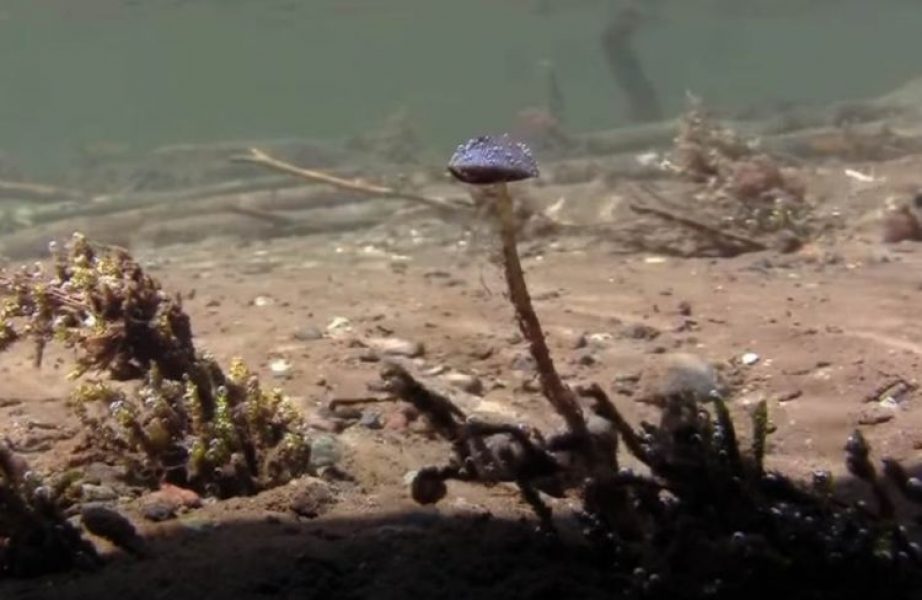 Gljiva koja raste samo na jednom mjestu na svijetu – pod vodom_627b2d1606849.jpeg