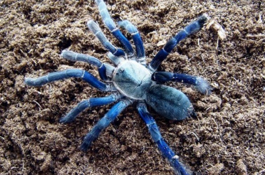 Kraljevsko plava tarantula_63a7c358e5232.jpeg
