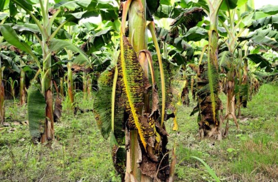 Lažna banana – Nova nada u borbi protiv gladi (VIDEO)_61ef6e293a1ed.jpeg