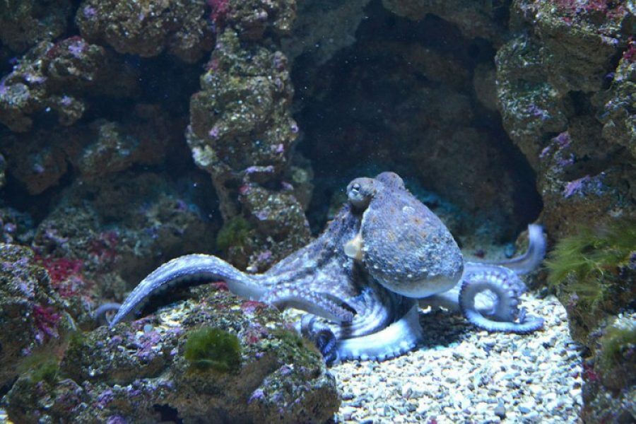 Morske životinje imaju prave emocije, ne samo reflekse – hobotnice su primjer_6268b83d2f49a.jpeg
