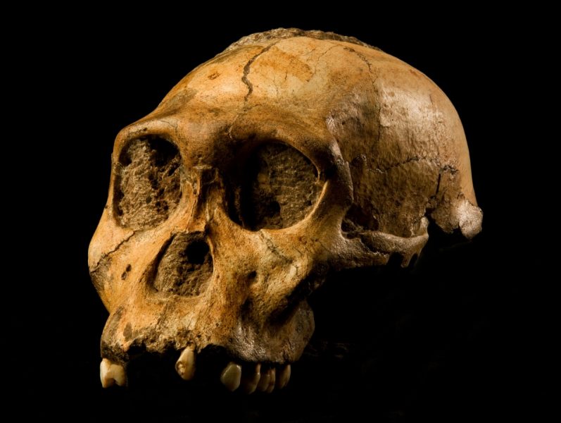 Foto: Australopithecus sediba, nalazište Malapa, Južna Afrika – Brett Eloff, Univerzitet Wits – Wikimedia Commons CC4