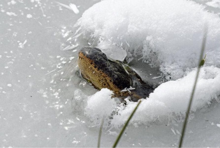 U ledom okovanim jezerima Oklahome: Kako aligatori preživljavaju zimu?_604989eaecd71.jpeg