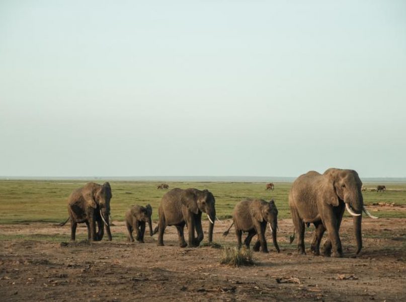 Zanimljivo otkriće: Slonovi jedni drugima daju imena?_65558c3c3acf3.jpeg