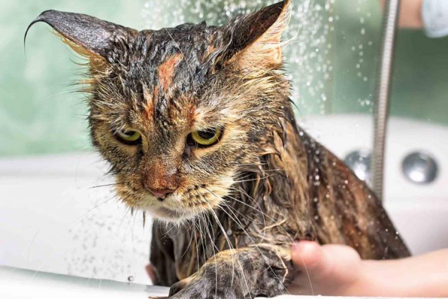 Zašto mačke toliko mrze vodu?_630d83abea9cb.jpeg