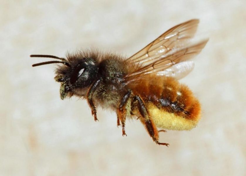 Znate li da postoje i “samotne” pčele? Njihova važnost za prirodu je neprocjenjiva, a domaći stručnjaci objašnjavaju i zašto_626b5b1513c2b.jpeg